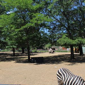 Zebra and African Spurred Tortoise Exhibit - African Hoostock Building