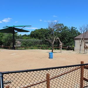 Giraffe and Ostrich Exhibit - African Hoostock Building