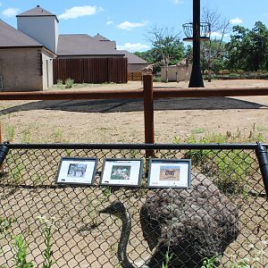 Giraffe and Ostrich Exhibit - African Hoostock Building