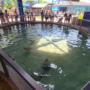 May. 2021 - Shark Encounter - Outdoor Shark Tank (11 Species)