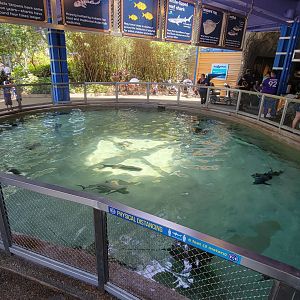 May. 2021 - Shark Encounter - Outdoor Shark Tank (11 Species)