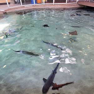 May. 2021 - Shark Encounter - Outdoor Shark Tank (11 Species)