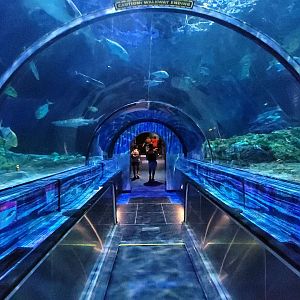 May. 2021 - Shark Encounter - Main Tunnel (End)