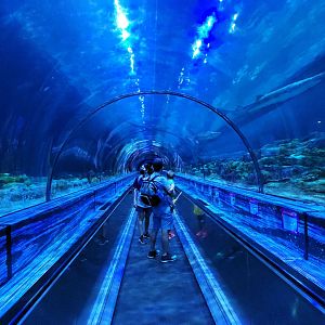 May. 2021 - Shark Encounter - Main Tunnel (Middle)