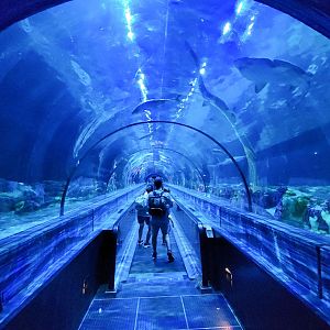 May. 2021 - Shark Encounter - Main Tunnel (Entrance)