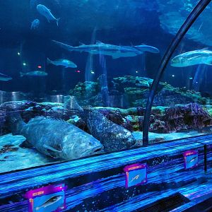 May. 2021 - Shark Encounter - Main Tunnel (Middle)