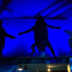 May. 2021 - Shark Encounter - Mistaken Identity Display