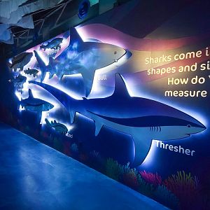 May. 2021 - Shark Encounter - Size Comparison Display