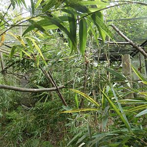 Red-bellied lemur enclosure
