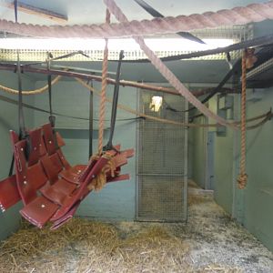 Ring-tailed lemur indoor enclosure