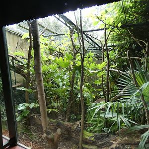 Goeldi's monkey outdoor enclosure