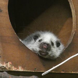 Northern Luzon cloud rat
