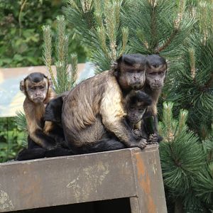 Brown capuchin monkey group
