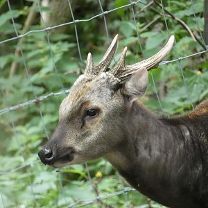 Visayan spotted deer