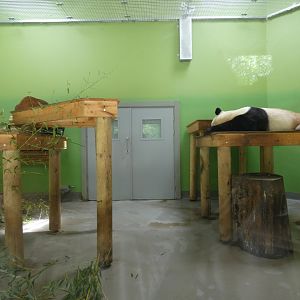 Giant panda indoor enclosure (Male)