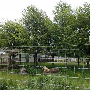Giant panda outdoor enclosure (Male)