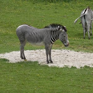 Grevy's zebra