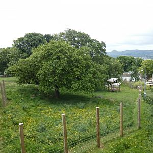 Giant panda outdoor enclosure (Female)