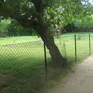 Munkholm Zoo - Wallaby exhibit