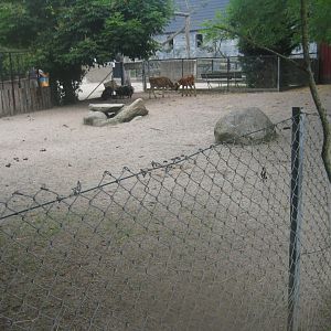 Munkholm Zoo - Cattle/pig exhibit