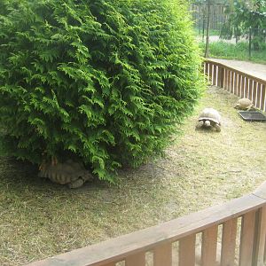 Munkholm Zoo - Tortoise exhibit