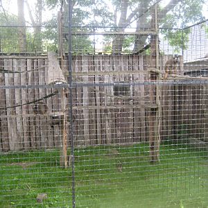 Munkholm Zoo - Common brown lemur exhibit