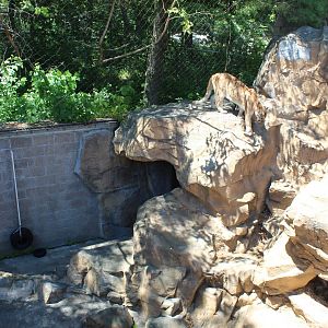 Cougar Exhibit - Large Cat Building