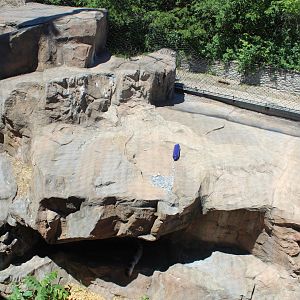Snow Leopard Exhibit - Large Cat Building