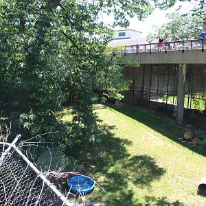 Lion Exhibit - Large Cat Building