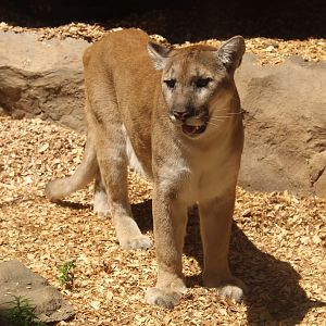 Cougar - Large Cat Building