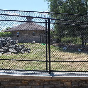 Dall Sheep Exhibit - Northern Hoofstock Barn