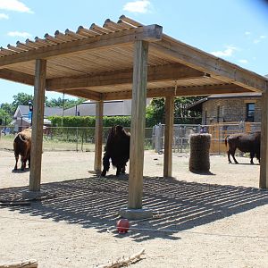 American Bison Exhibit - Northern Hoofstock Barn