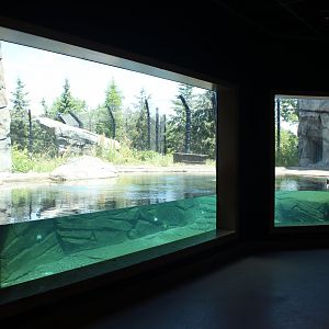 Polar Bear Exhibit #1 Underwater Viewing - Polar Bear Odyssey