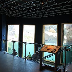 Polar Bear Exhibit #2 Underwater Viewing - Polar Bear Odyssey