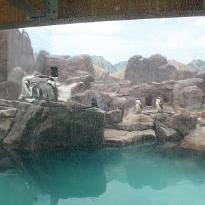 Humboldt Penguin Exhibit - Aquatics Building
