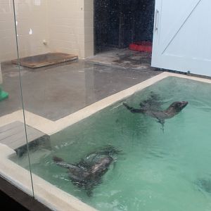 Pinniped Indoor Exhibit #1 - Aquatics Building