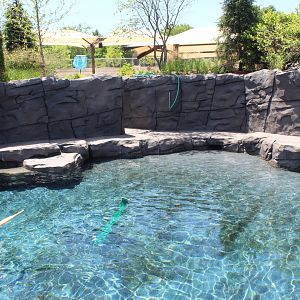 Seal and Sea Lion Side Exhibit - Como Harbor