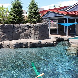 Seal and Sea Lion Side Exhibit - Como Harbor