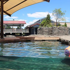 Seal and Sea Lion Amphitheater Exhibit - Como Harbor