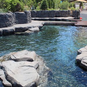 Seal and Sea Lion Amphitheater Exhibit - Como Harbor