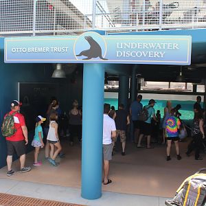 Seal and Sea Lion Underwater Viewing - Como Harbor