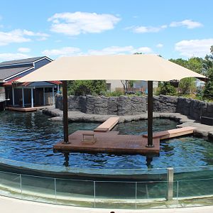 Seal and Sea Lion Amphitheater Exhibit - Como Harbor