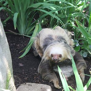 Two-Toed Sloth On The Ground