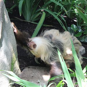 Two-Toed Sloth On The Ground