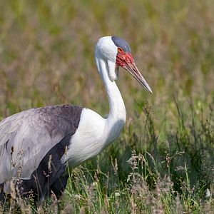 Wattled Crane / Hamerton / 23-6-21