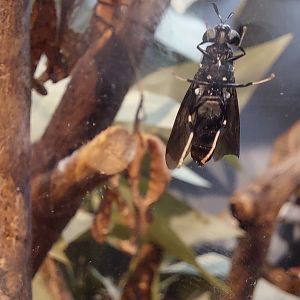 Black Soldier Fly (Hermetia illucens)