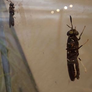 Black Soldier Fly (Hermetia illucens)
