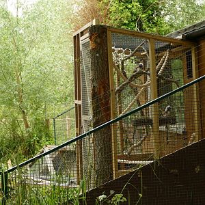 Cotton top tamarins, June 2021