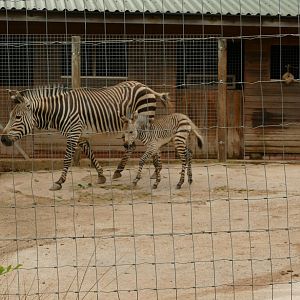 Hartmann's mountain zebra, 24 June 2021