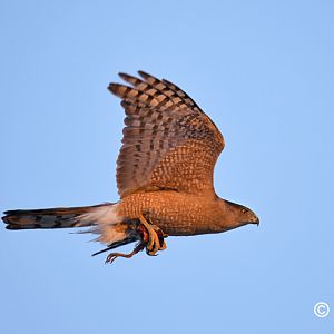 coopers hawk (with kill)